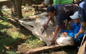 Perayaan Idul Adha 1446 H: ABS Group Salurkan Hewan Kurban di Tiga Lokasi (Dok ABS Group)